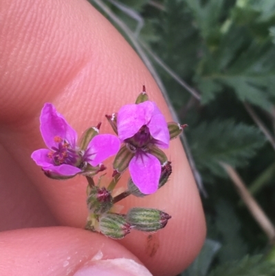 Erodium cicutarium (Common Storksbill, Common Crowfoot) at Hackett, ACT - 30 Aug 2021 by Ned_Johnston