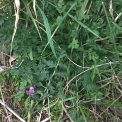 Erodium cicutarium at Hackett, ACT - 30 Aug 2021 02:33 PM