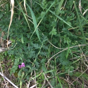 Erodium cicutarium at Hackett, ACT - 30 Aug 2021