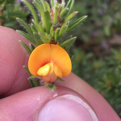 Pultenaea subspicata (Low Bush-pea) at Hackett, ACT - 30 Aug 2021 by Ned_Johnston