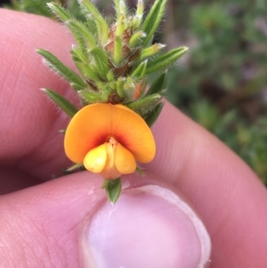 Pultenaea subspicata at Hackett, ACT - 30 Aug 2021 02:43 PM