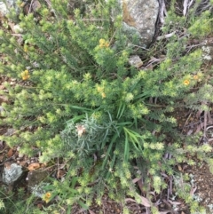 Pultenaea subspicata at Hackett, ACT - 30 Aug 2021 02:43 PM