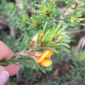 Pultenaea subspicata at Hackett, ACT - 30 Aug 2021 02:43 PM