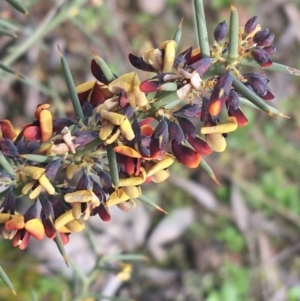 Daviesia genistifolia at Hackett, ACT - 30 Aug 2021