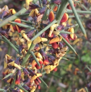 Daviesia genistifolia at Hackett, ACT - 30 Aug 2021