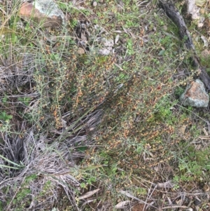 Daviesia genistifolia at Hackett, ACT - 30 Aug 2021