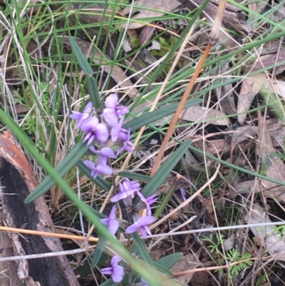 Hovea heterophylla (Common Hovea) at Hackett, ACT - 30 Aug 2021 by NedJohnston