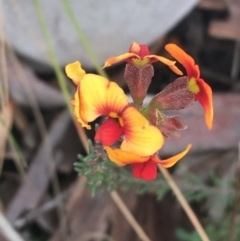 Dillwynia sp. at Downer, ACT - 30 Aug 2021 by Ned_Johnston