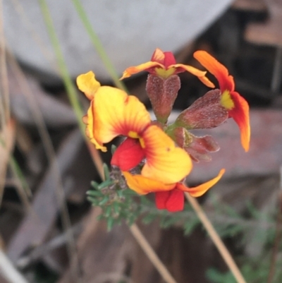 Dillwynia sp. at Downer, ACT - 30 Aug 2021 by Ned_Johnston