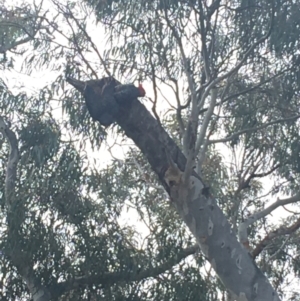 Callocephalon fimbriatum at Hackett, ACT - suppressed