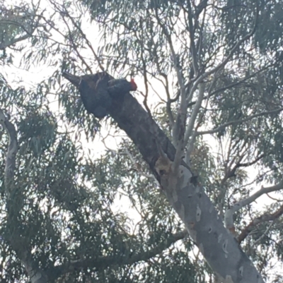 Callocephalon fimbriatum (Gang-gang Cockatoo) at Mount Majura - 30 Aug 2021 by Ned_Johnston