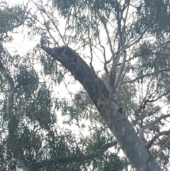 Callocephalon fimbriatum at Hackett, ACT - suppressed