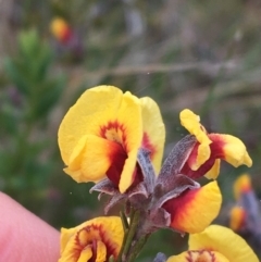 Dillwynia sp. Yetholme (P.C.Jobson 5080) NSW Herbarium at Hackett, ACT - 30 Aug 2021 by Ned_Johnston