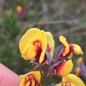 Dillwynia sp. Yetholme (P.C.Jobson 5080) NSW Herbarium at Hackett, ACT - 30 Aug 2021