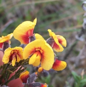 Dillwynia sp. Yetholme (P.C.Jobson 5080) NSW Herbarium at Hackett, ACT - 30 Aug 2021