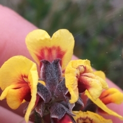 Dillwynia sp. Yetholme (P.C.Jobson 5080) NSW Herbarium at Hackett, ACT - 30 Aug 2021