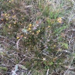 Dillwynia sp. Yetholme (P.C.Jobson 5080) NSW Herbarium at Hackett, ACT - 30 Aug 2021