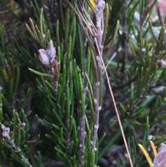 Dillwynia sp. Yetholme (P.C.Jobson 5080) NSW Herbarium at Hackett, ACT - 30 Aug 2021