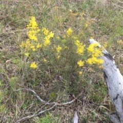 Acacia boormanii (Snowy River Wattle) at Hackett, ACT - 30 Aug 2021 by Ned_Johnston