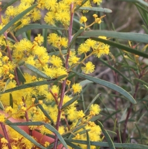 Acacia boormanii at Hackett, ACT - 30 Aug 2021