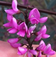 Indigofera australis subsp. australis (Australian Indigo) at Hackett, ACT - 30 Aug 2021 by Ned_Johnston