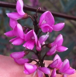 Indigofera australis subsp. australis at Hackett, ACT - 30 Aug 2021 03:20 PM