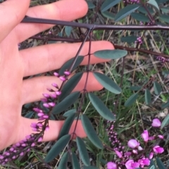 Indigofera australis subsp. australis at Hackett, ACT - 30 Aug 2021