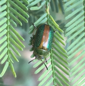 Calomela parilis at Hackett, ACT - 30 Aug 2021