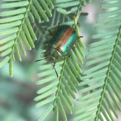 Calomela parilis at Hackett, ACT - 30 Aug 2021