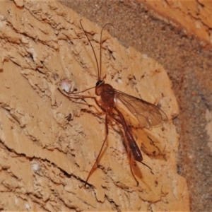 Netelia sp. (genus) at Wanniassa, ACT - 2 Sep 2021 10:41 PM