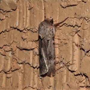 Agrotis munda at Wanniassa, ACT - 1 Sep 2021 10:30 PM