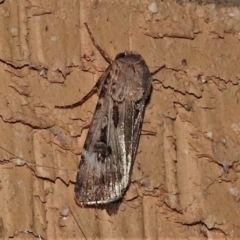 Agrotis munda at Wanniassa, ACT - 1 Sep 2021 10:30 PM