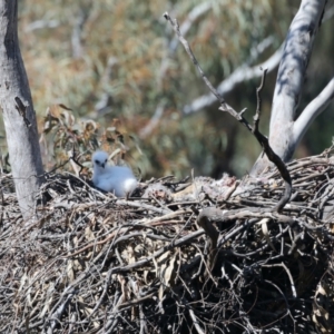 Aquila audax at Ainslie, ACT - 2 Sep 2021