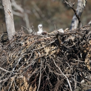 Aquila audax at Ainslie, ACT - 2 Sep 2021