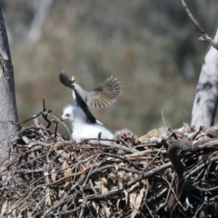 Aquila audax at Ainslie, ACT - 2 Sep 2021