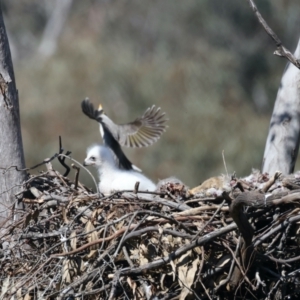 Aquila audax at Ainslie, ACT - 2 Sep 2021