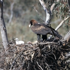 Aquila audax at Ainslie, ACT - 2 Sep 2021