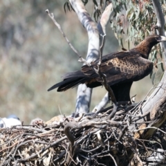 Aquila audax at Ainslie, ACT - 2 Sep 2021