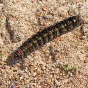 Apina callisto at Kambah, ACT - 2 Sep 2021 01:21 PM