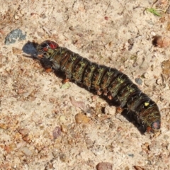 Apina callisto at Kambah, ACT - 2 Sep 2021 01:21 PM