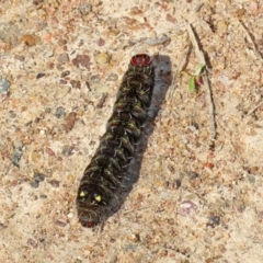 Apina callisto at Kambah, ACT - 2 Sep 2021 01:21 PM