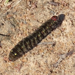 Apina callisto at Kambah, ACT - 2 Sep 2021 01:21 PM