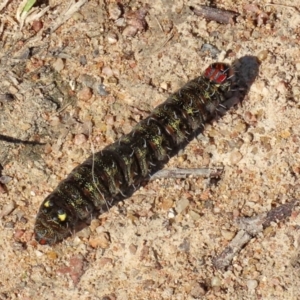 Apina callisto at Kambah, ACT - 2 Sep 2021 01:21 PM