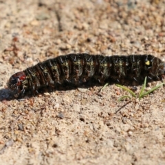 Apina callisto at Kambah, ACT - 2 Sep 2021 01:21 PM