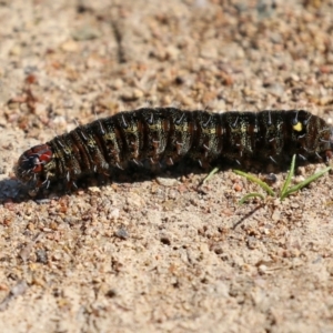 Apina callisto at Kambah, ACT - 2 Sep 2021 01:21 PM