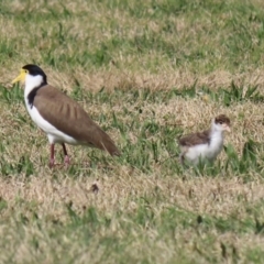 Vanellus miles (Masked Lapwing) at Greenway, ACT - 2 Sep 2021 by RodDeb