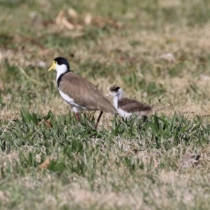 Vanellus miles at Greenway, ACT - 2 Sep 2021 01:55 PM