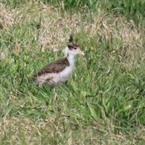 Vanellus miles at Greenway, ACT - 2 Sep 2021 01:55 PM