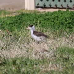 Vanellus miles at Greenway, ACT - 2 Sep 2021 01:55 PM