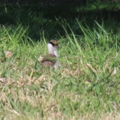 Vanellus miles at Greenway, ACT - 2 Sep 2021 01:55 PM